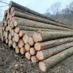 Fichtenstammholz – 1 LKW-Ladung (50 rm) – PEFC-zertifiziert