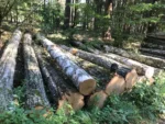 Birkenstammholz – 1 LKW-Ladung (50 rm) – PEFC-zertifiziert – Bild 2