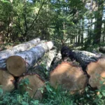 Birkenstammholz – 5 LKW-Ladungen (250 rm) – PEFC-zertifiziert