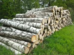 Birkenstammholz – 1 LKW-Ladung (50 rm) – PEFC-zertifiziert – Bild 3