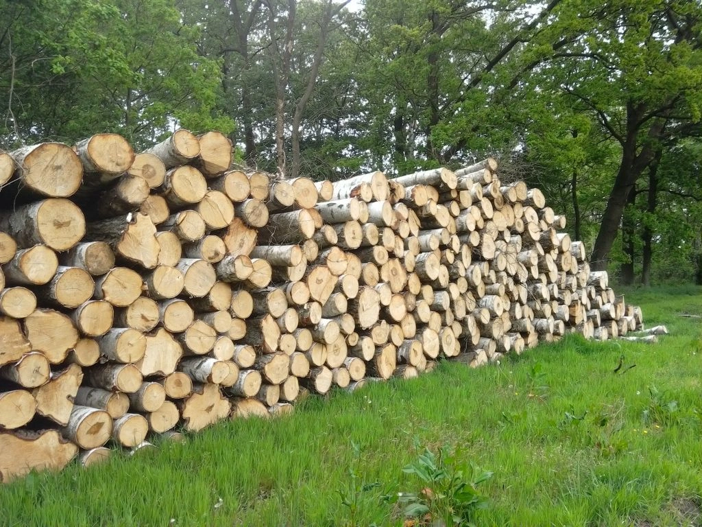 grume-bouleau-3.webp Birkenstammholz – 1 LKW-Ladung (50 rm) – PEFC-zertifiziert – Bild 1