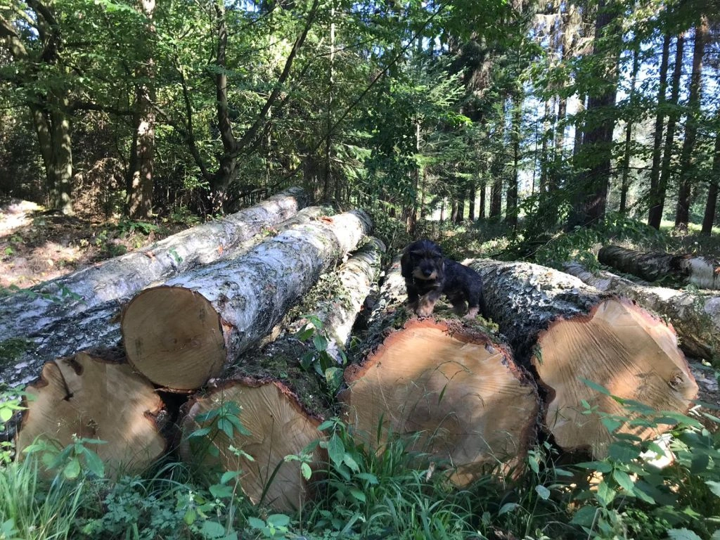 grume-bouleau.webp Birkenstammholz – 2 LKW-Ladungen (100 rm) – PEFC-zertifiziert – Bild 1